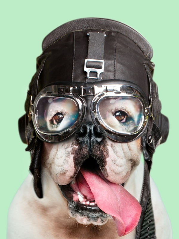 PET PILOT