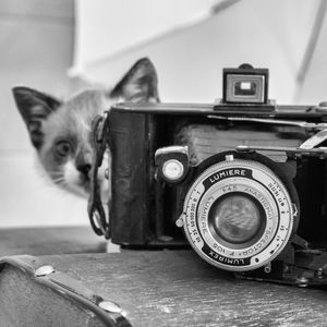 FILHOTE DE GATO FOTÓGRAFO EM PRETO E BRANCO