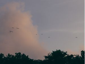 PÁSSAROS EM ANAVILHANAS