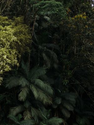 CORAÇÃO02