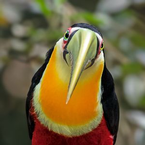 TUCANO-DE-BICO-VERDE