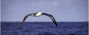 ALBATROZ