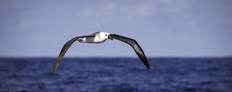 ALBATROZ