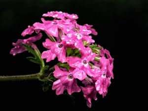 FLORES ROXAS COM FUNDO PRETO