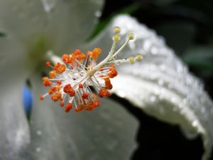 DETALHE DE FLOR DE MUNGUBA