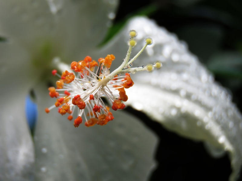 DETALHE DE FLOR DE MUNGUBA
