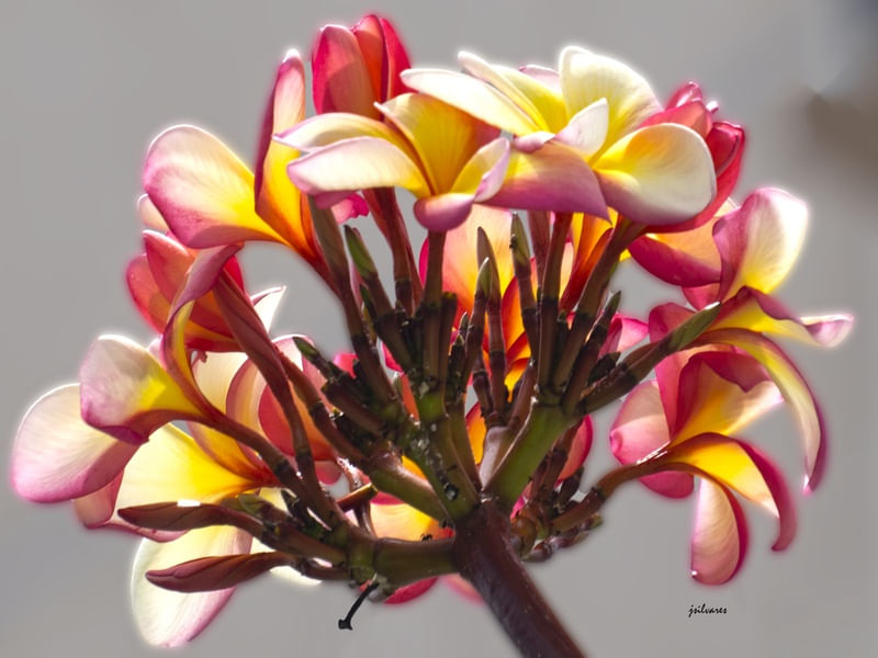 FLORES CELESTIAIS