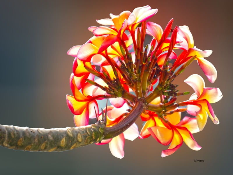 BOUQUET MARAVILHA