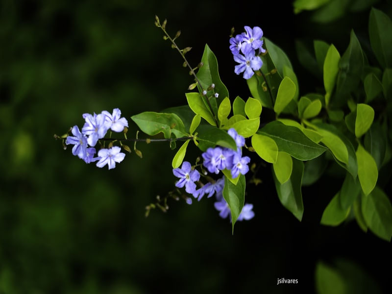 AS FLORES AZUIS