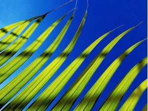 LIVE FOLIAGE