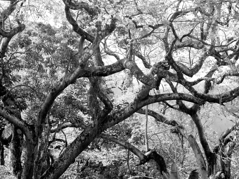TRONCOS DE ÁRVORES BW