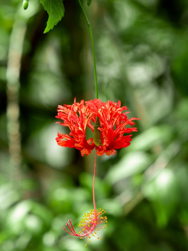 FLOR BRINCO DE PRINCESA VERMELHA