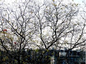 CIDADE NATURAL