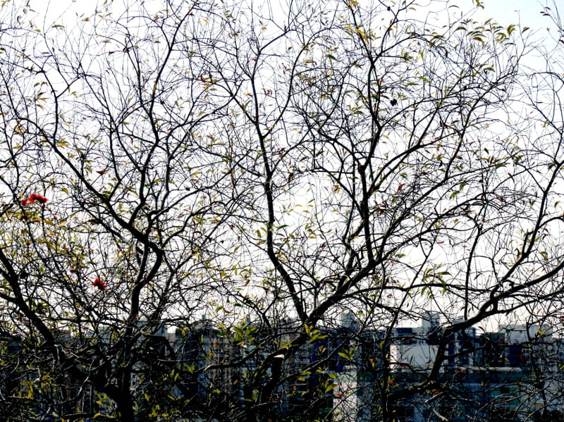 CIDADE NATURAL
