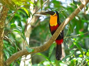 TUCANO DO BICO PRETO