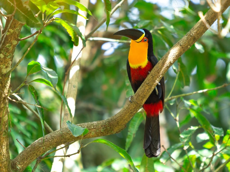 TUCANO DO BICO PRETO