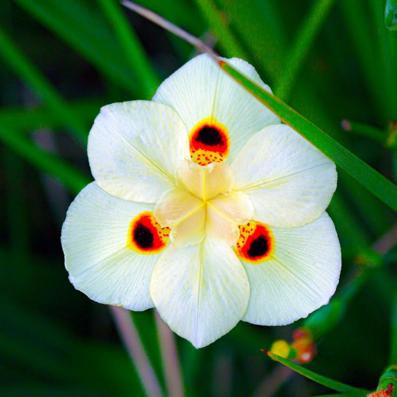 MOREIA BRANCA E FOLHAS