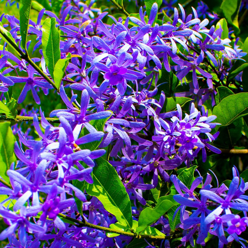 MIL FLORES