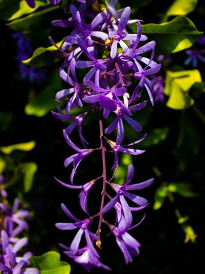 CACHO DE FLORES