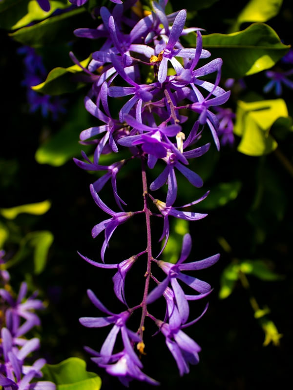 CACHO DE FLORES