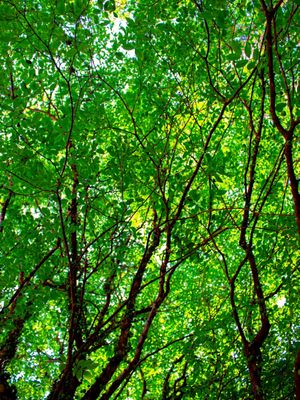 JABUTICABAS VERDES 2