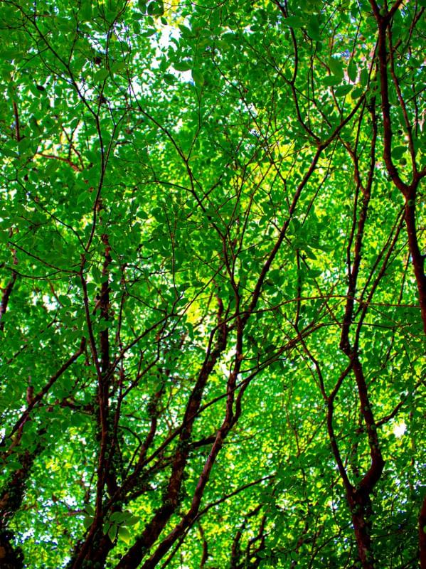 JABUTICABAS VERDES 2