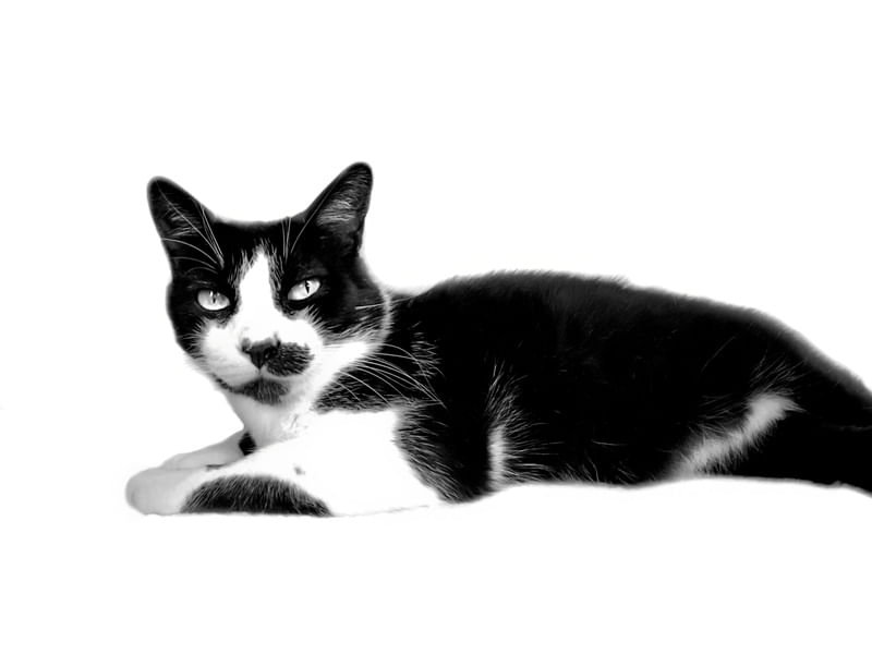 GATO PRETO NO BRANCO
