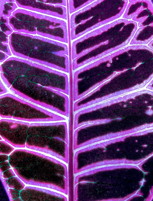 SPACE LEAF