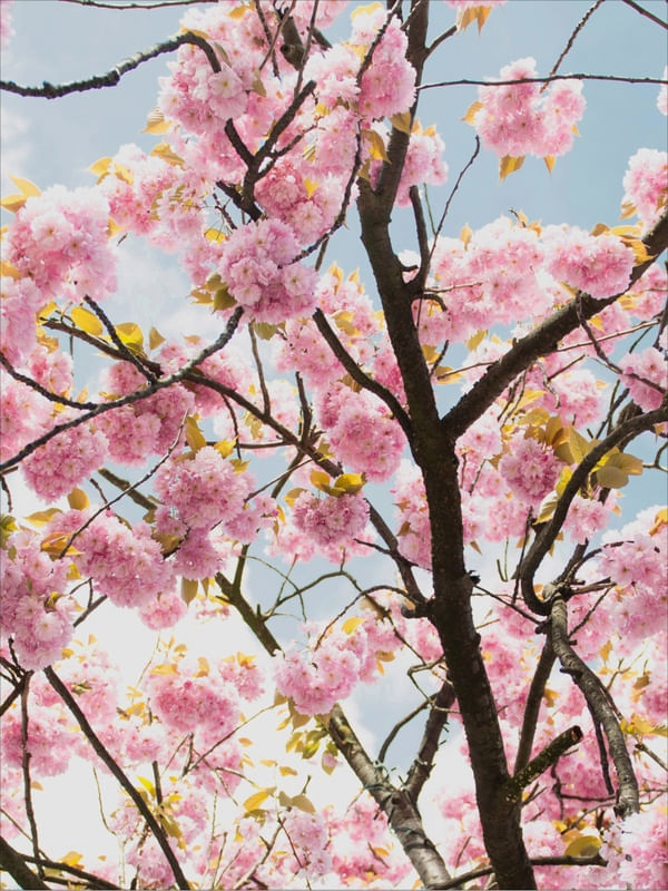 FLORAL ROSA 02
