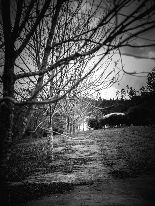 CAMINHO DE CEREJEIRAS PB