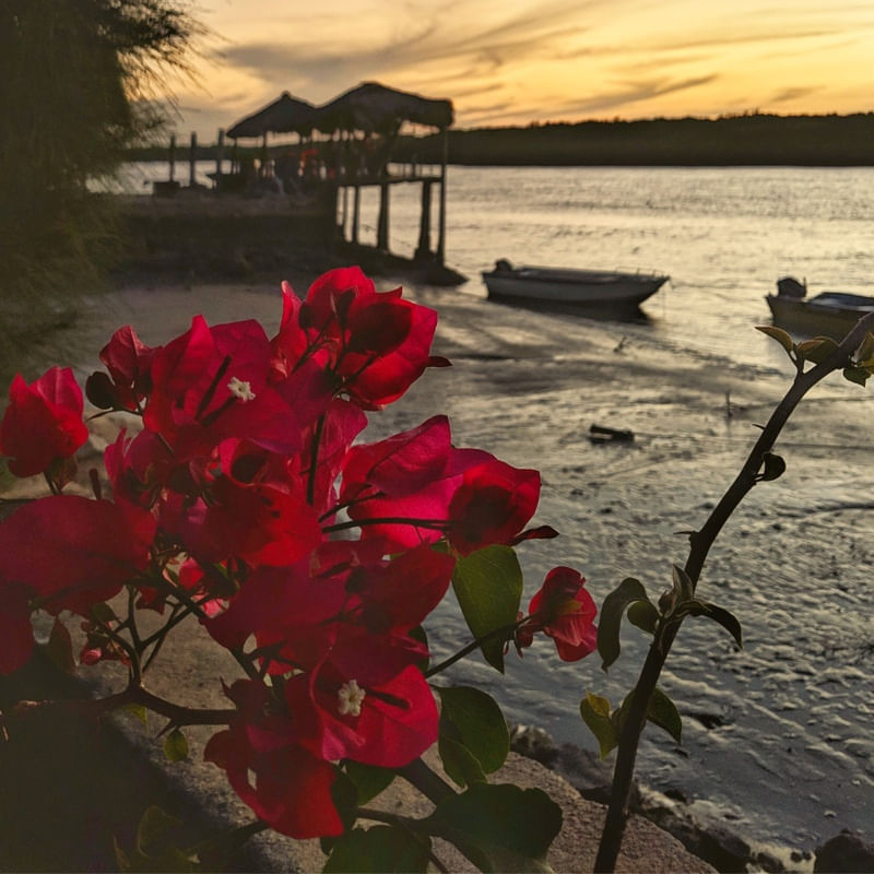 FLORES NO POR DO SOL