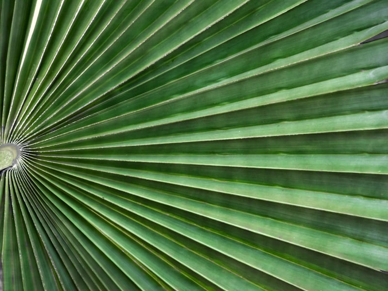 VERDE CARNAÚBA