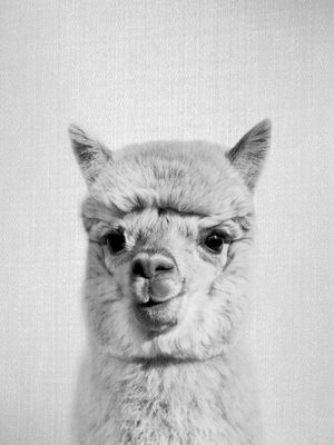 ALPACA - BLACK AND WHITE