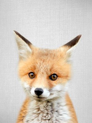 BABY FOX - COLORFUL