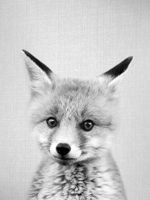 BABY FOX - BLACK AND WHITE