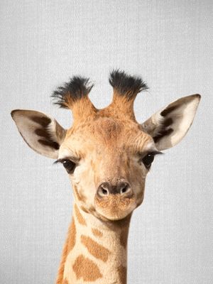 BABY GIRAFFE - COLORFUL