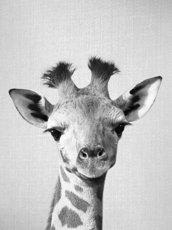 BABY GIRAFFE - BLACK AND WHITE