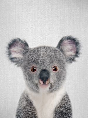BABY KOALA - COLORFUL