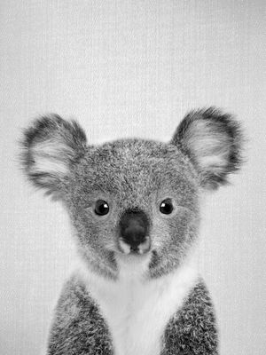 BABY KOALA - BLACK AND WHITE