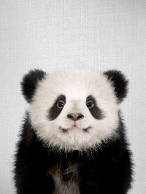 BABY PANDA BEAR - COLORFUL