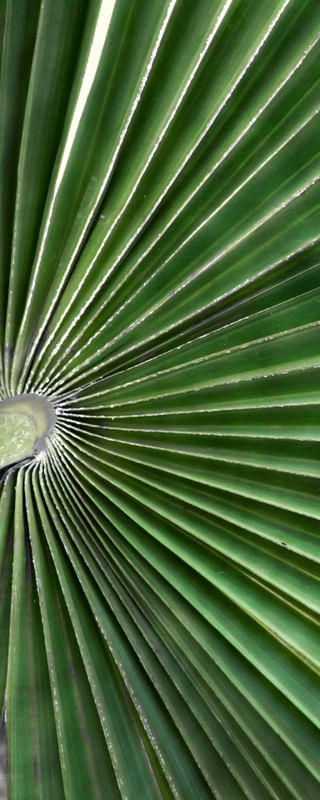 VERDE CARNAÚBA 3