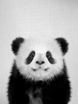 BABY PANDA BEAR - BLACK AND WHITE