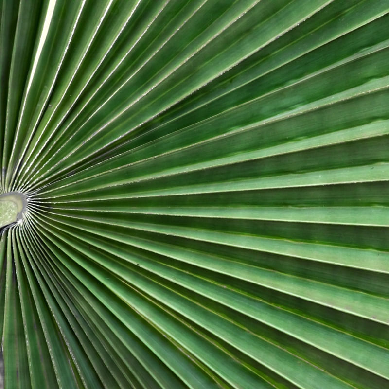 VERDE CARNAÚBA 4