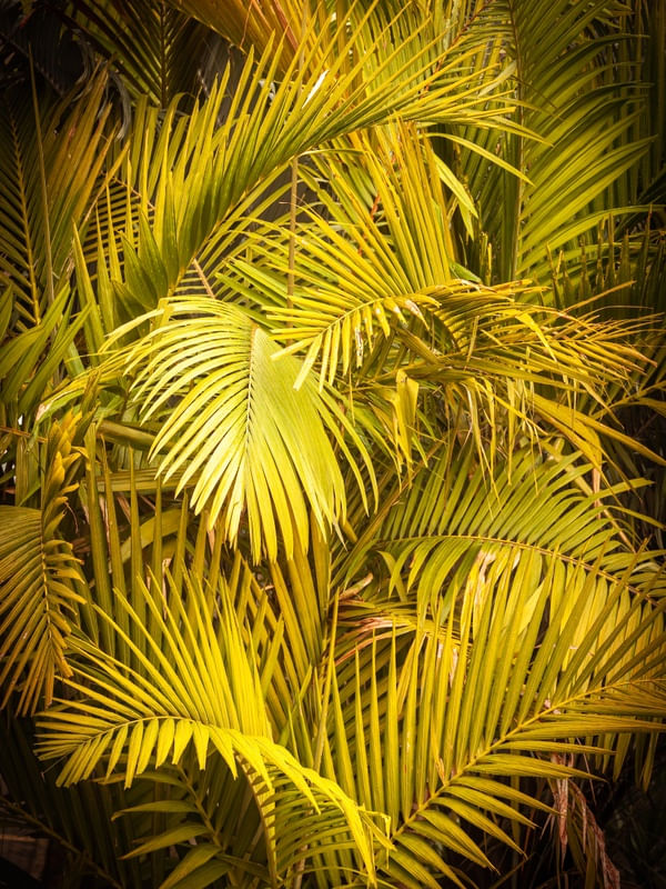 PLANTAS L