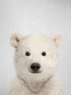 BABY POLAR BEAR - COLORFUL
