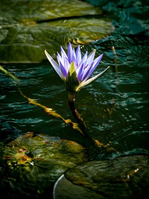FLOR DE LÓTUS ROXA
