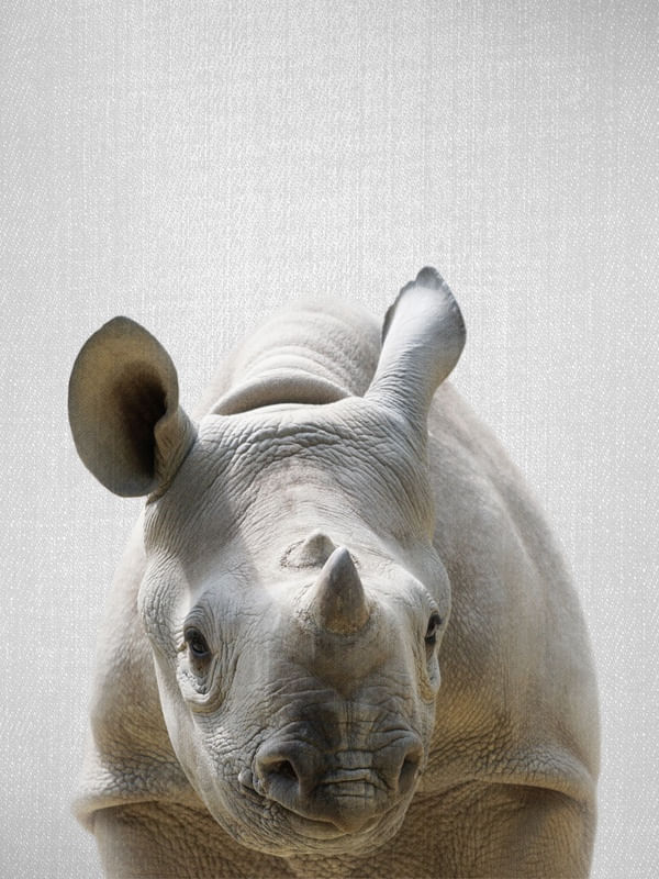 BABY RHINO - COLORFUL