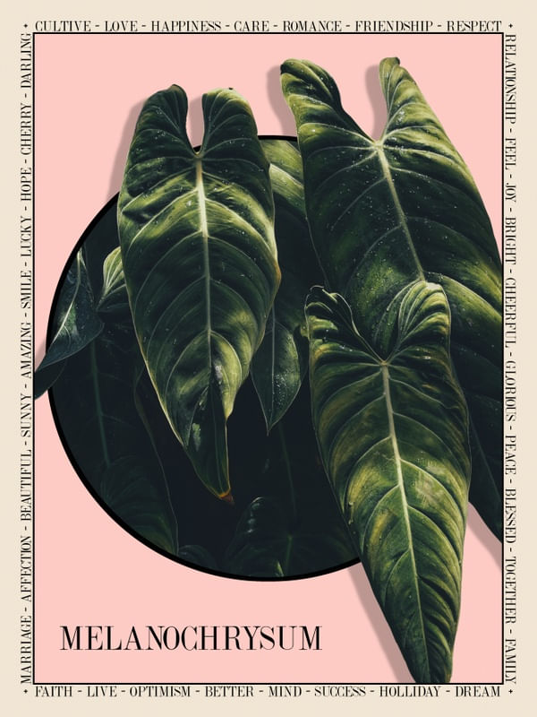 BOTANIC PHILODENDRON