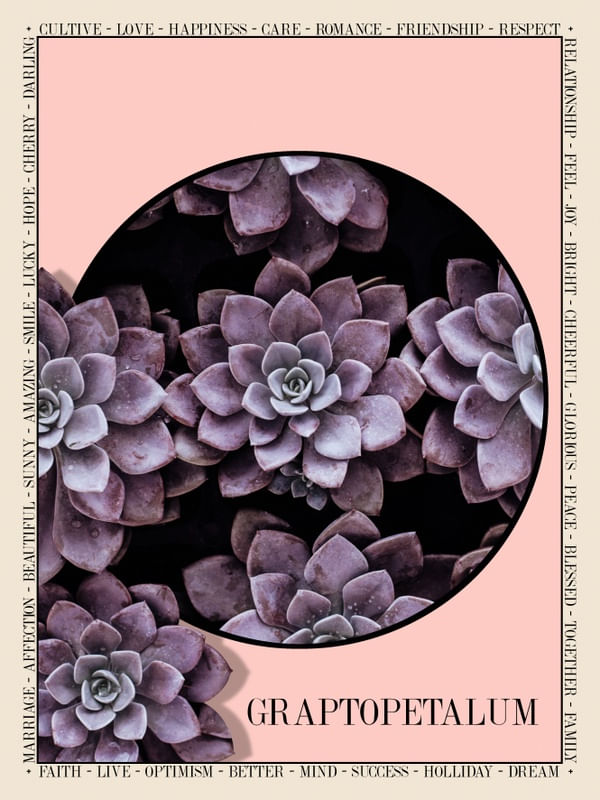 BOTANIC SUCULENTA