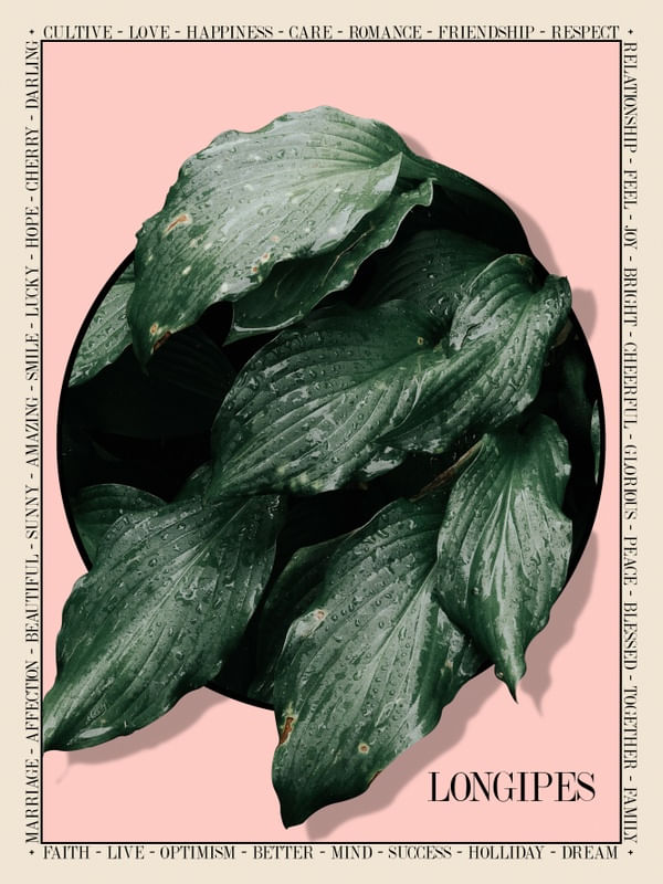 BOTANIC HOSTA